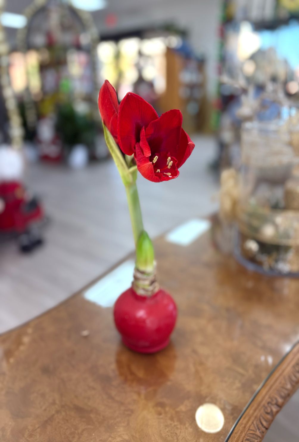 Amaryllis Double Bloom