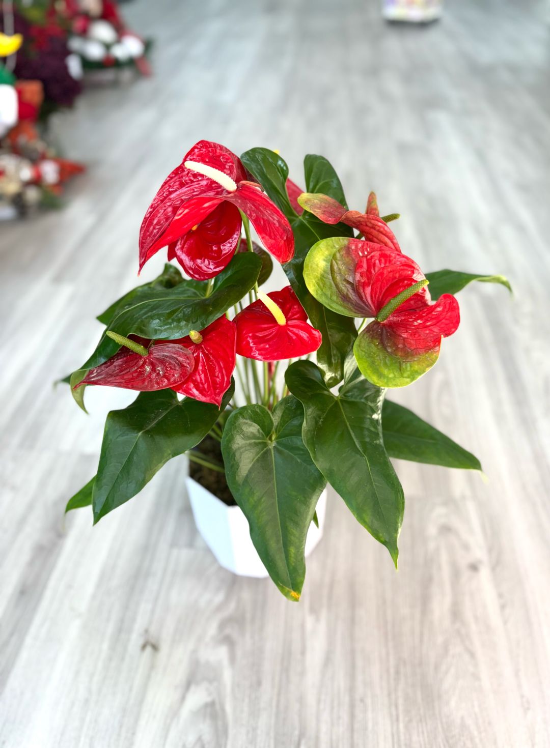 Red Anthurium 