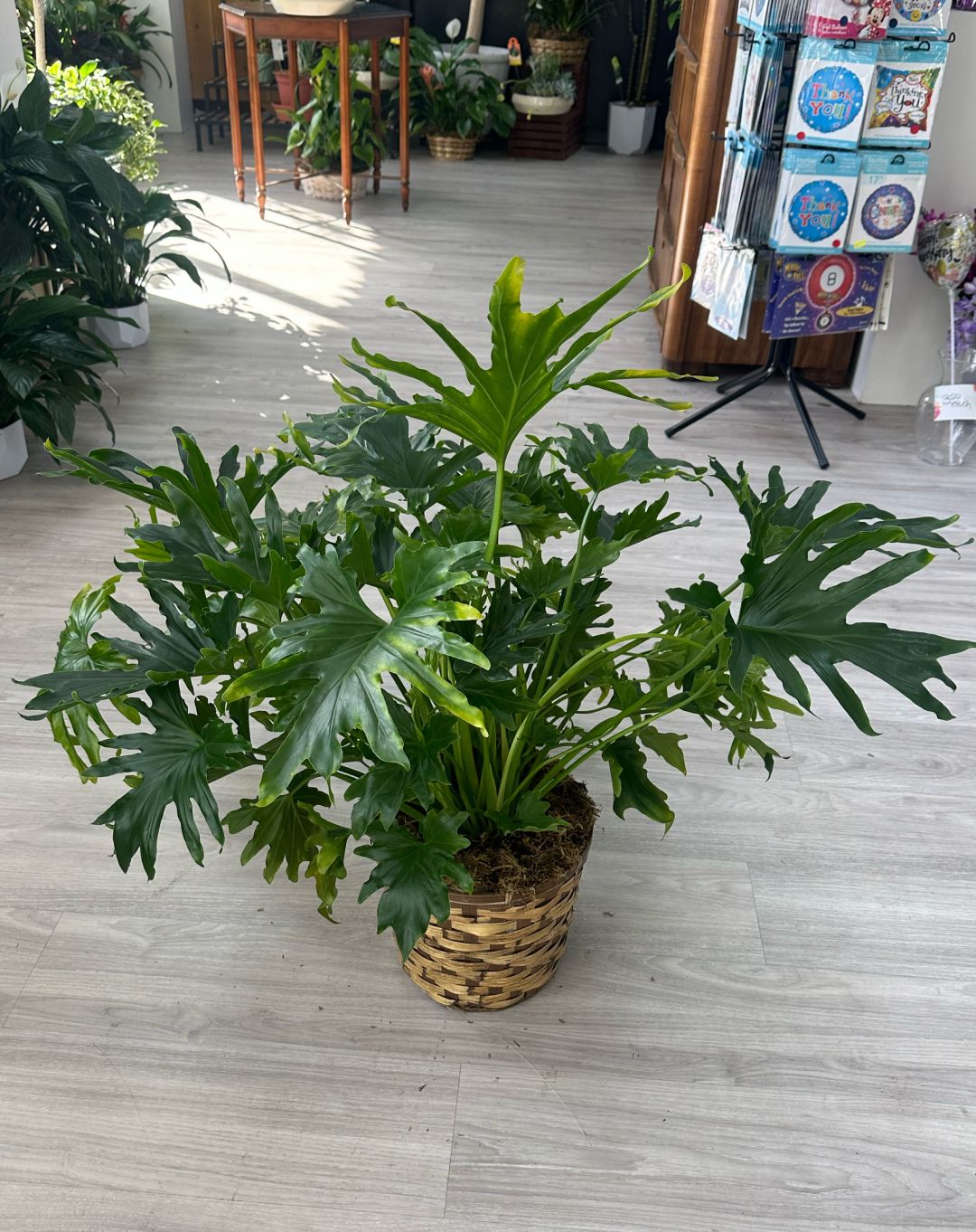 Lickety split philodendron in basket