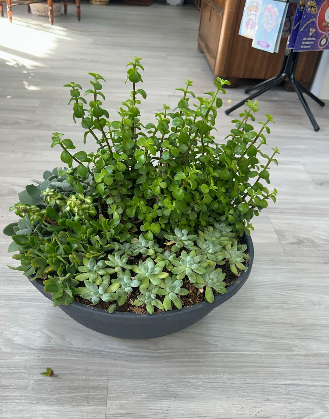 large bowl mixed succulent