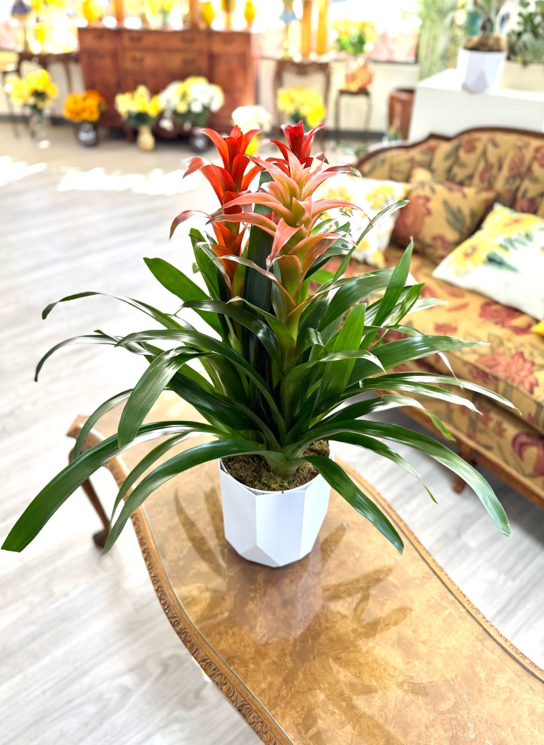 Three Stem Bromeliad Tropical Garden 