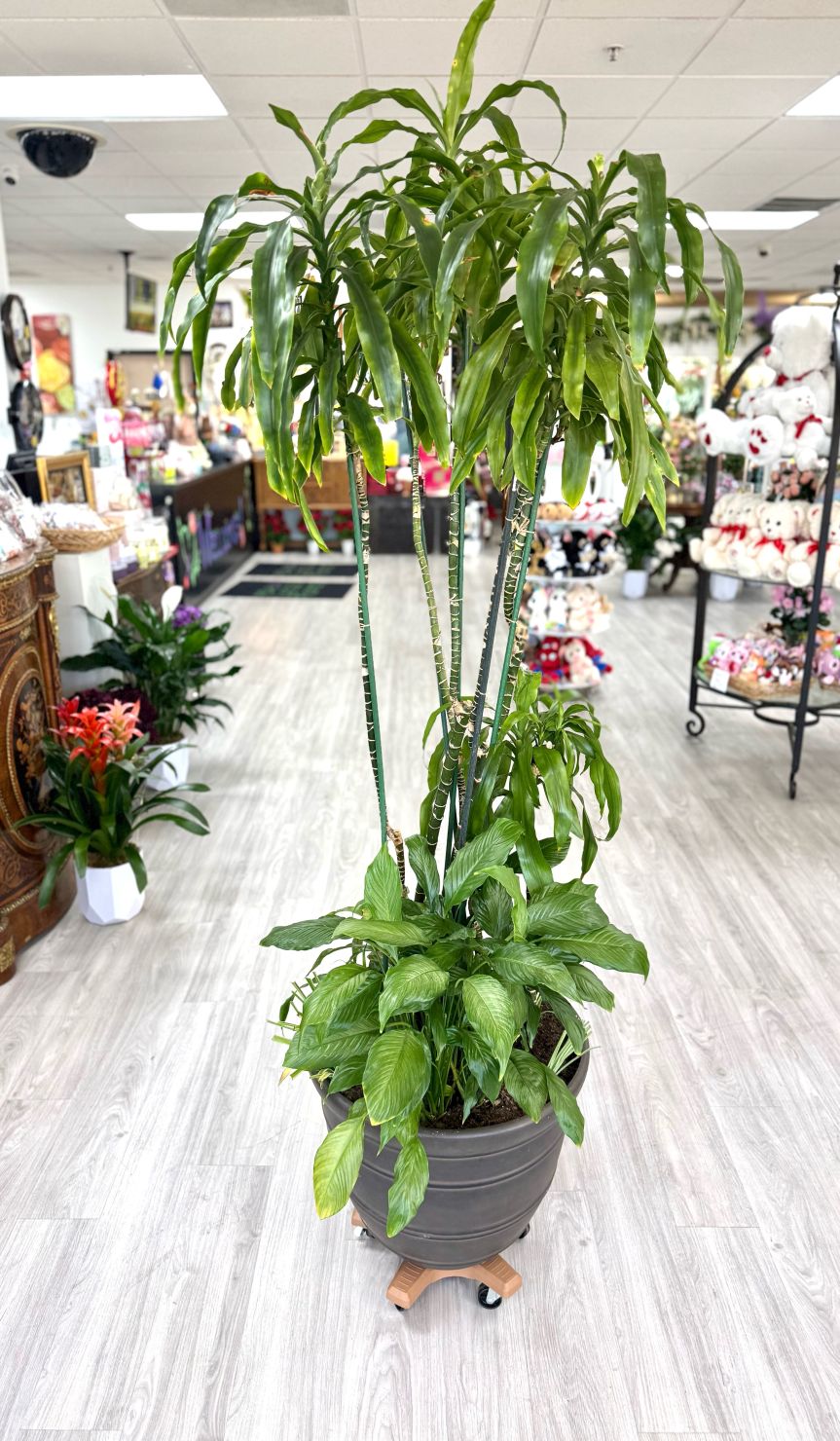 Large Corn Plant with Spider Plants and Anthurium – Same Day Delivery Las Vegas