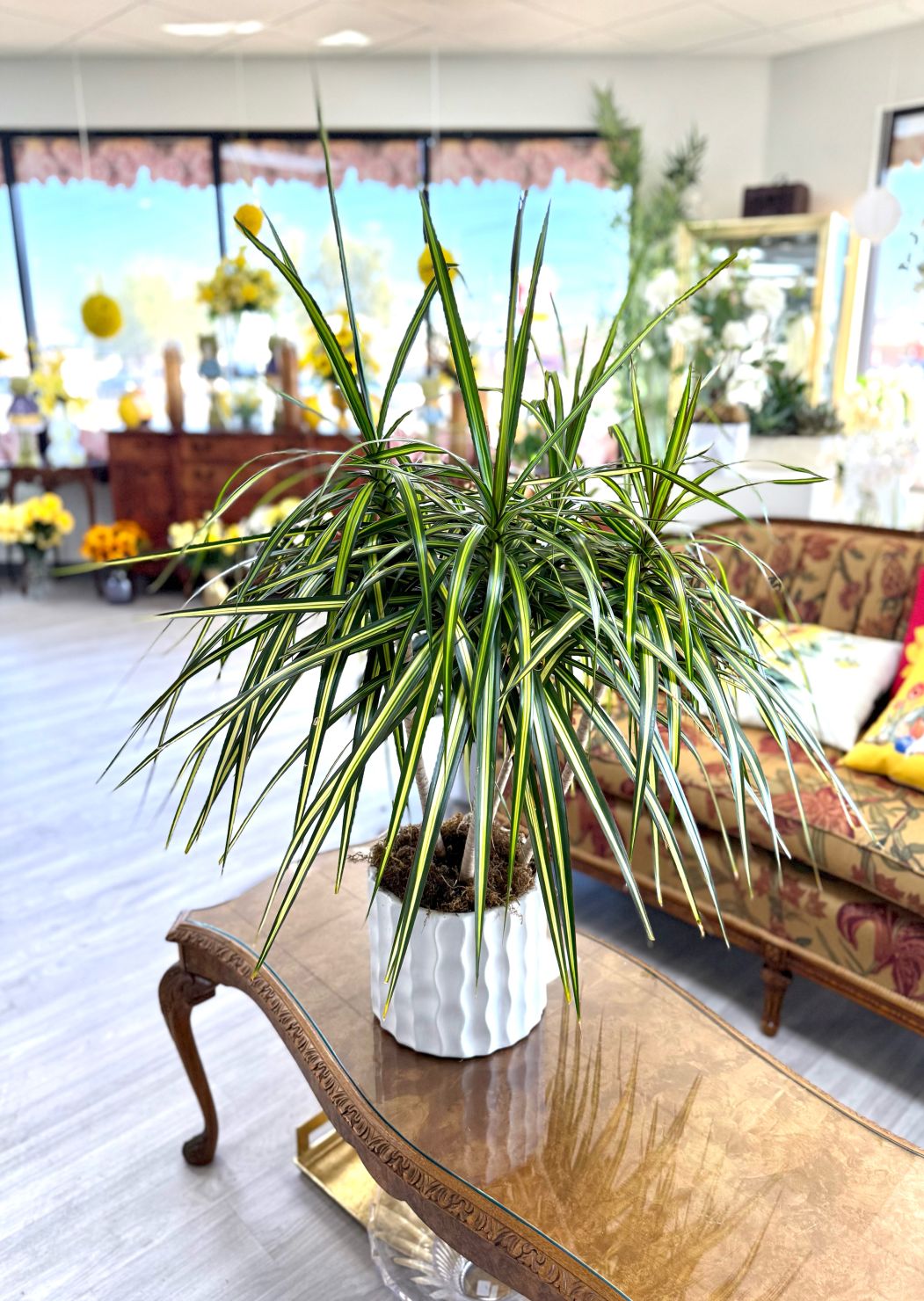 Dracaena Potted Tree