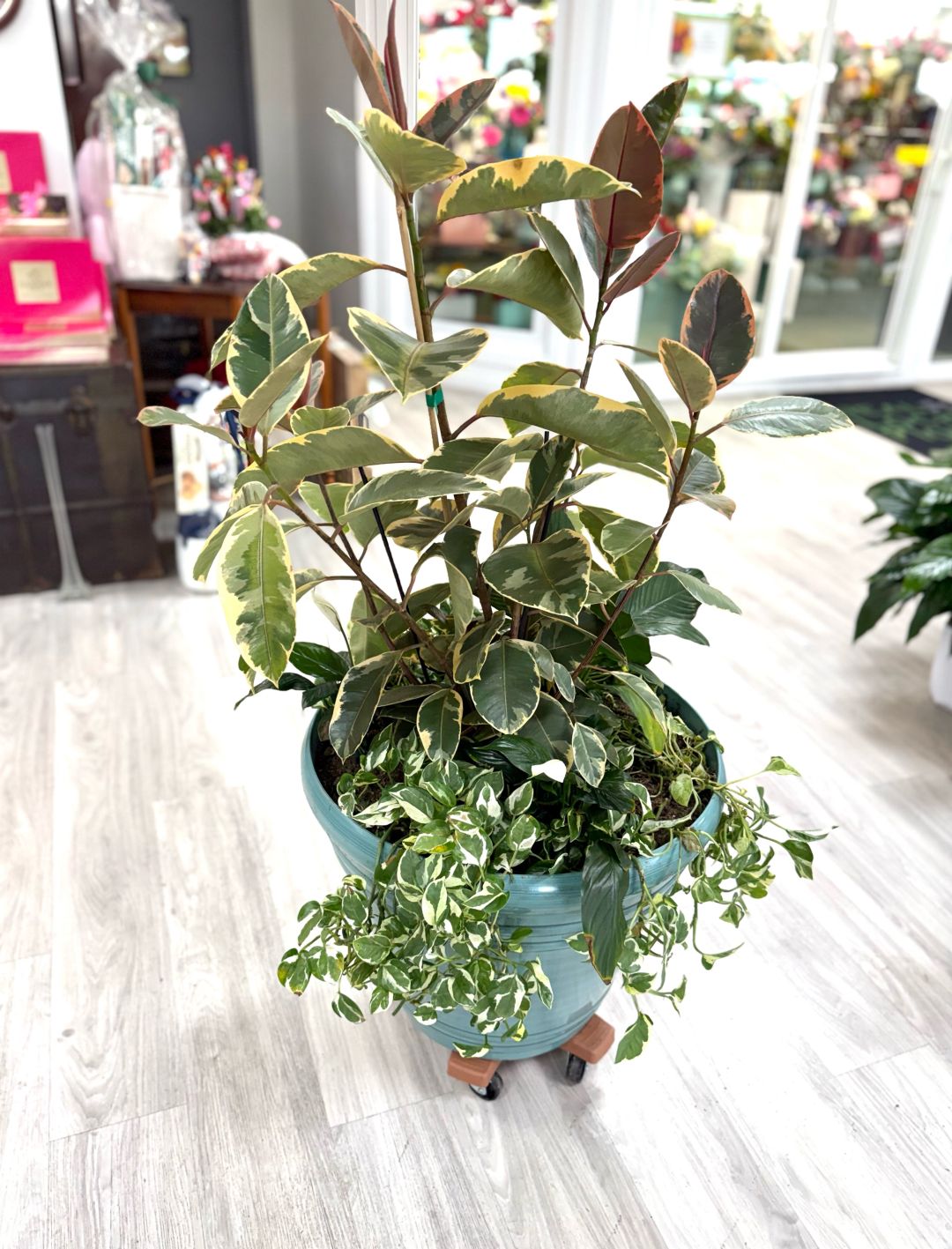 Large Rubber Tree Plant – Same Day Delivery Las Vegas
