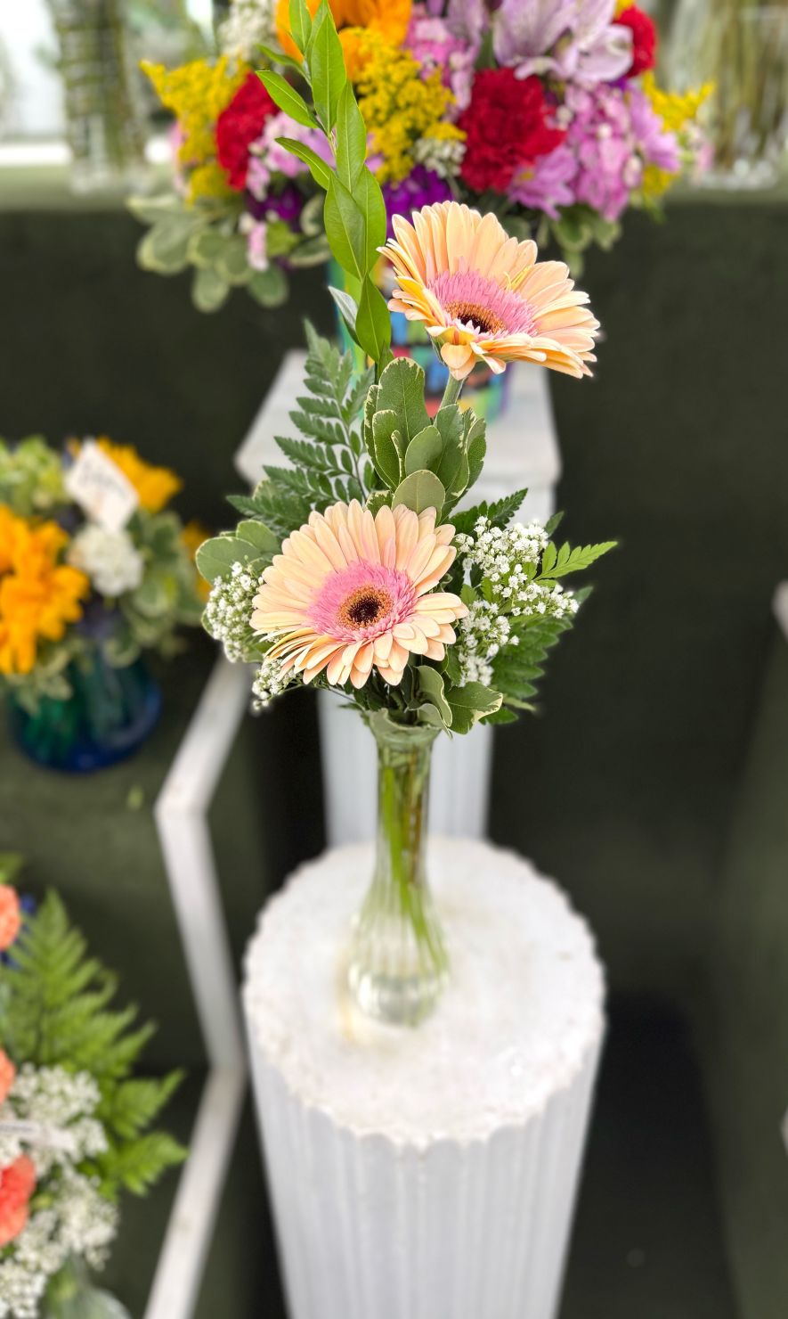 Double Gerbera Daisy Budvase In the Cooler