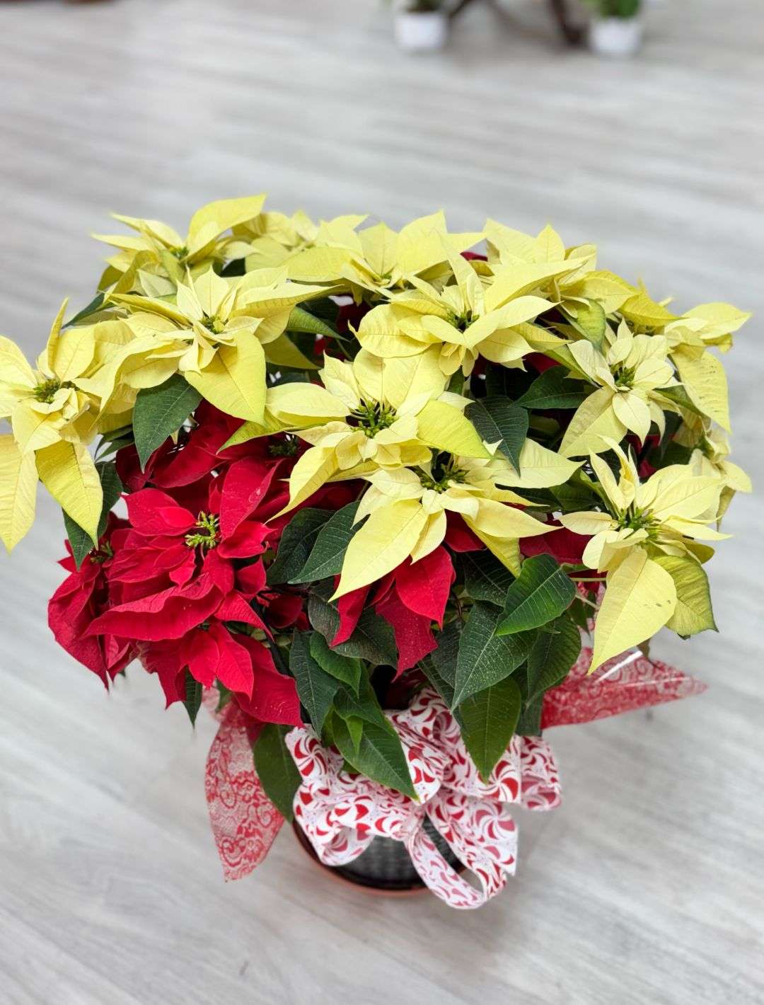 christmas flowers las vegas dibella flowers christmas flowers las vegas dibella flowers