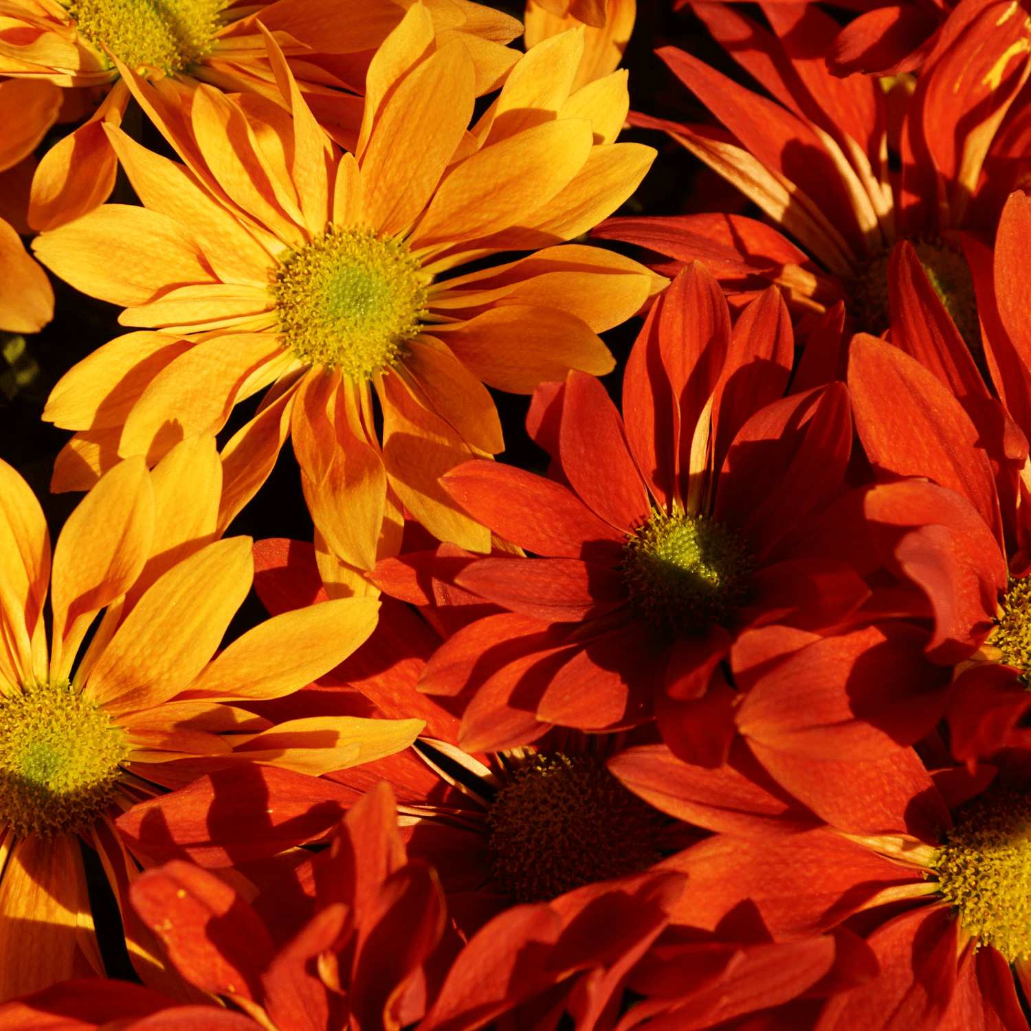 Bring the Colors of Fall Indoors