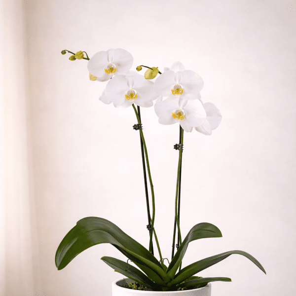 classic-white-phalaenopsis-orchid.png
