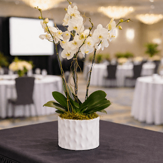 convention-orchid-las-vegas-delivery.png