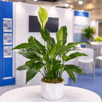 convention-plants-delivery-las-vegas-nv.png