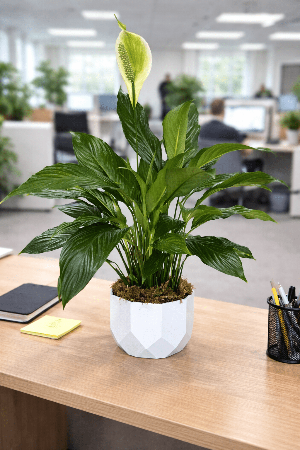 corporate-office-flowers.png