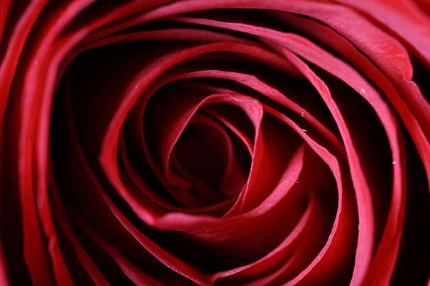 Why Red Roses Still Matter for Valentine’s Day and When to Choose Something Else