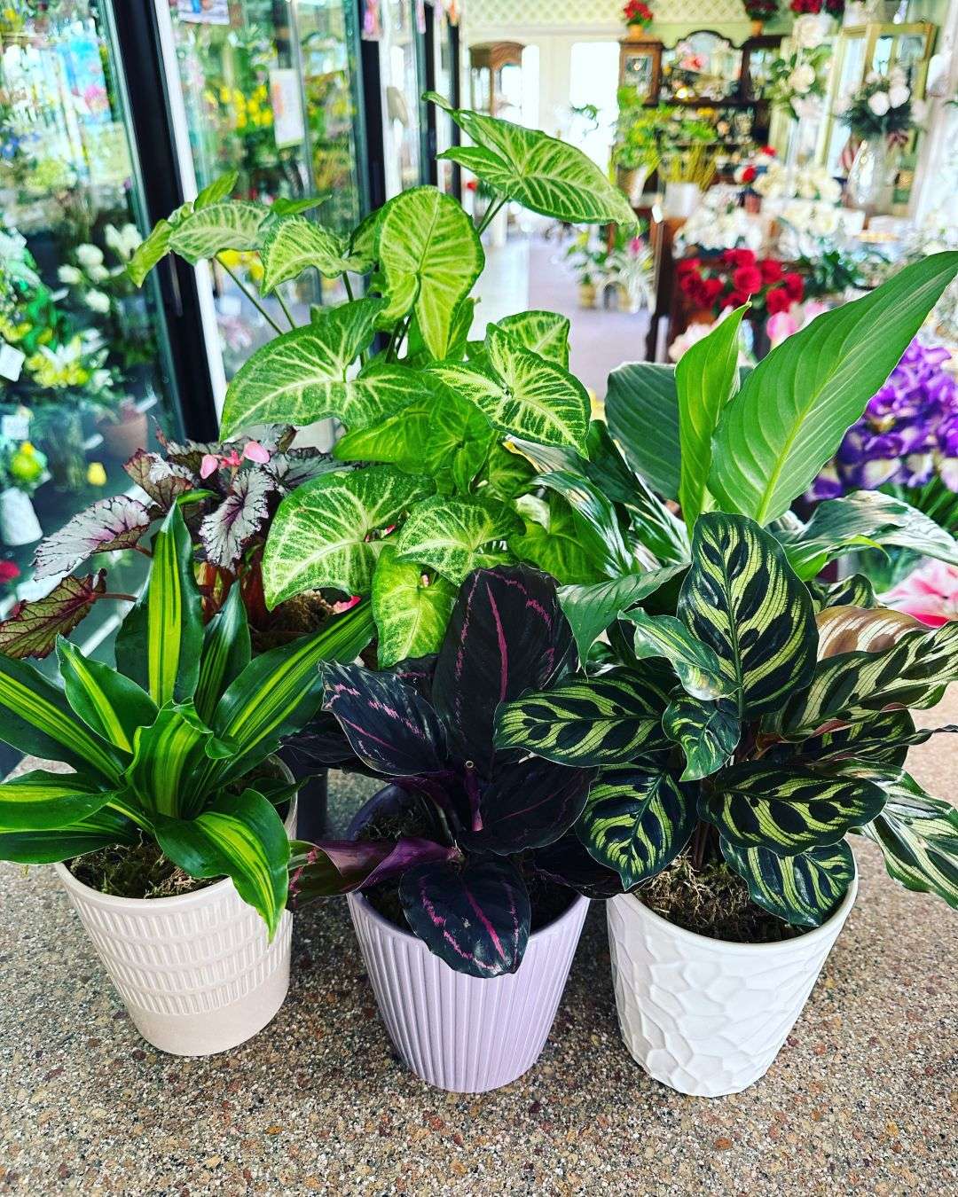 green-plant-home-office-las-vegas.jpg