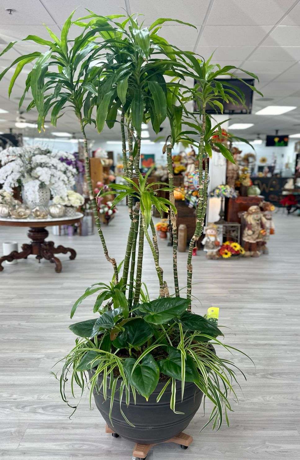 indoor-plant-arrangement-las-vegas.jpg
