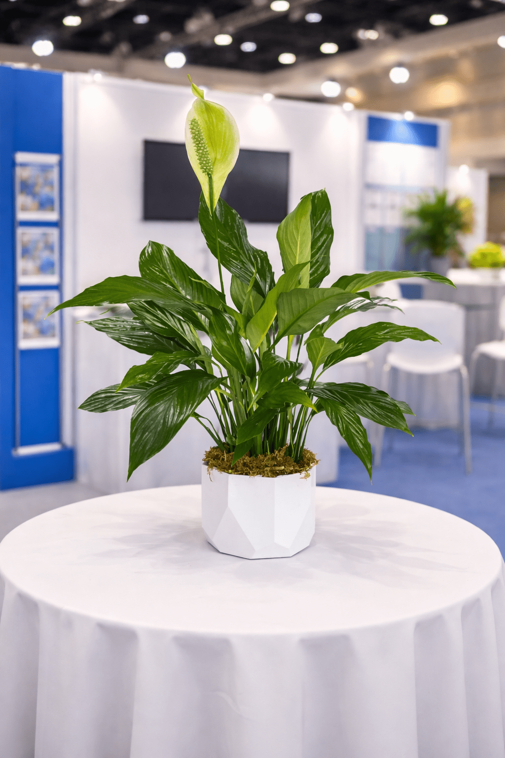 las-vegas-convention-flower-delivery-green-plant.jpg.png