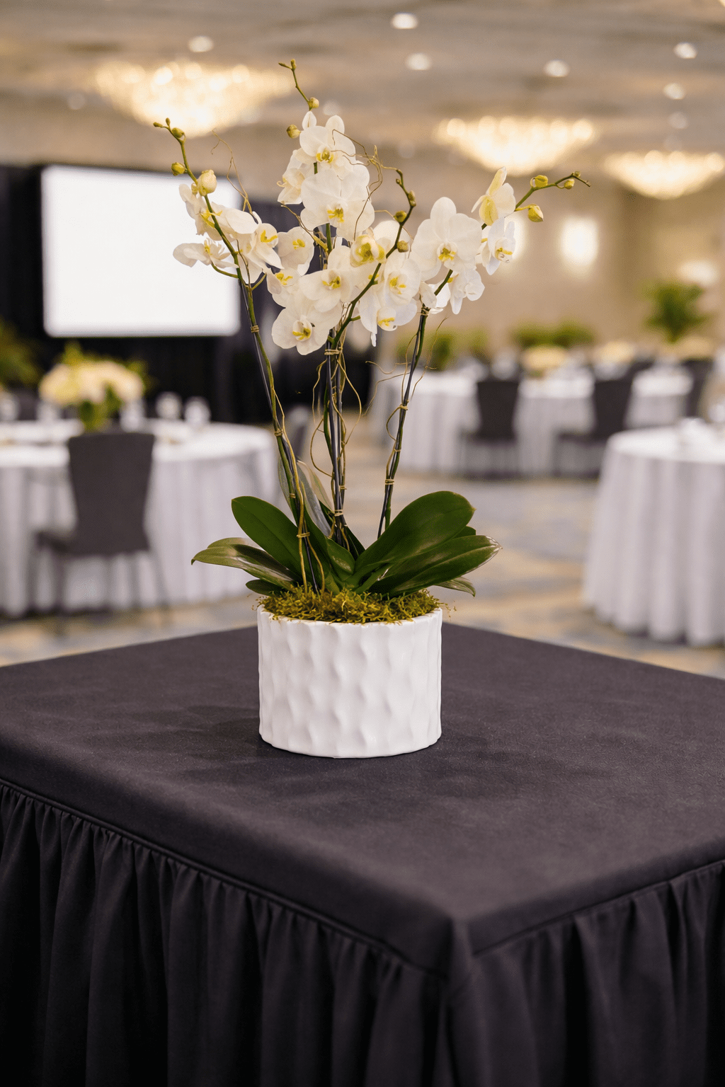 las-vegas-convention-flower-delivery-orchid-planter.jpg.png