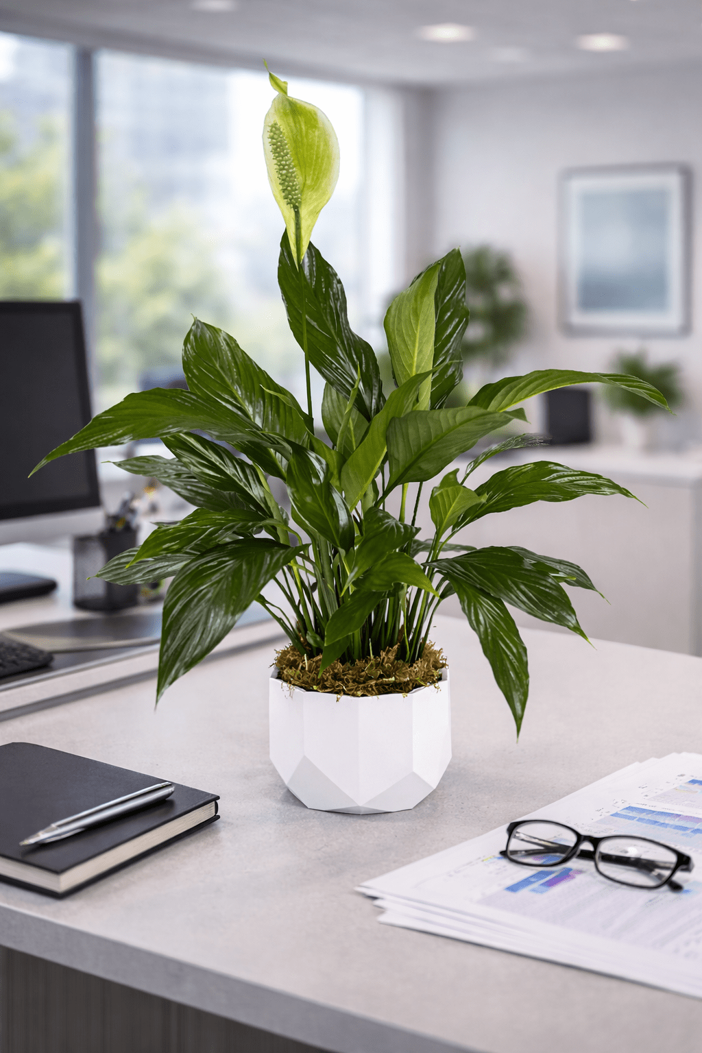 office-plant-delivery-las-vegas.png