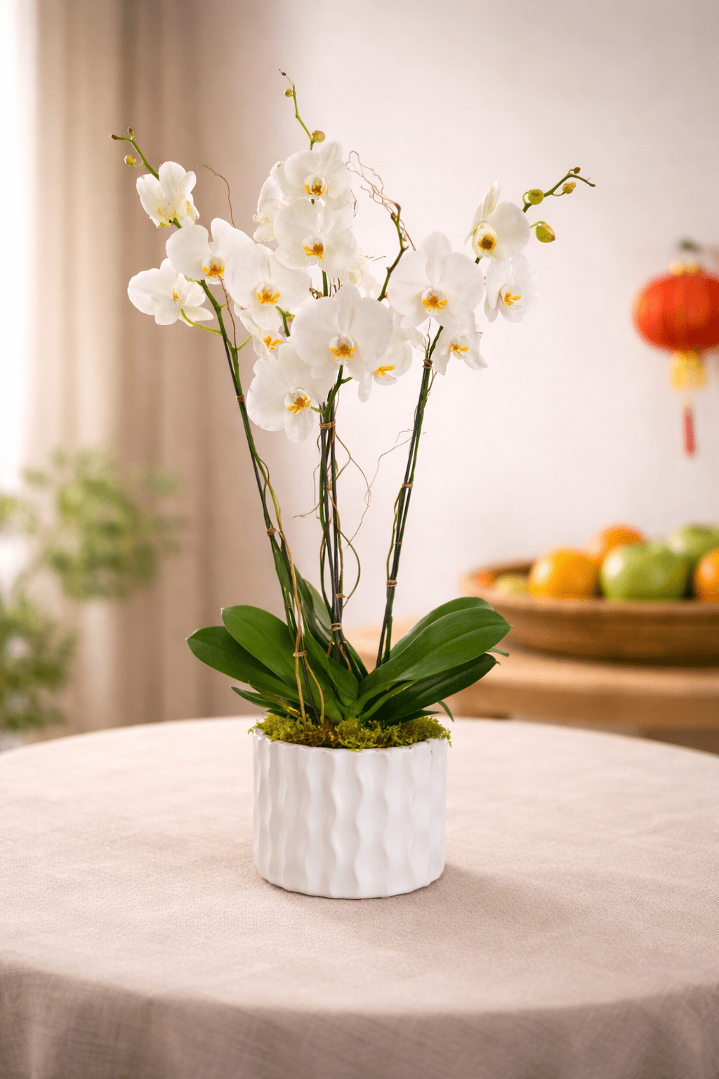 orchid-plant-chinese-new-year.png