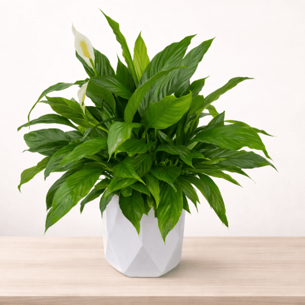 peace lily plants las vegas delivery