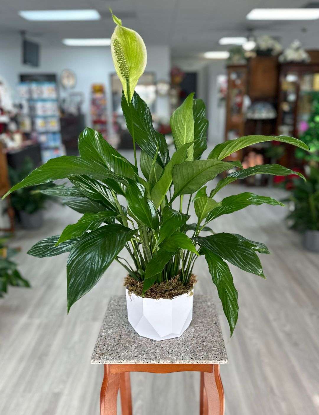 plant-delivery-las-vegas.jpg