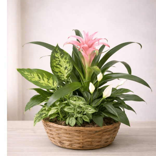 tropical-basket-garden-plant-las-vegas-delivery.png