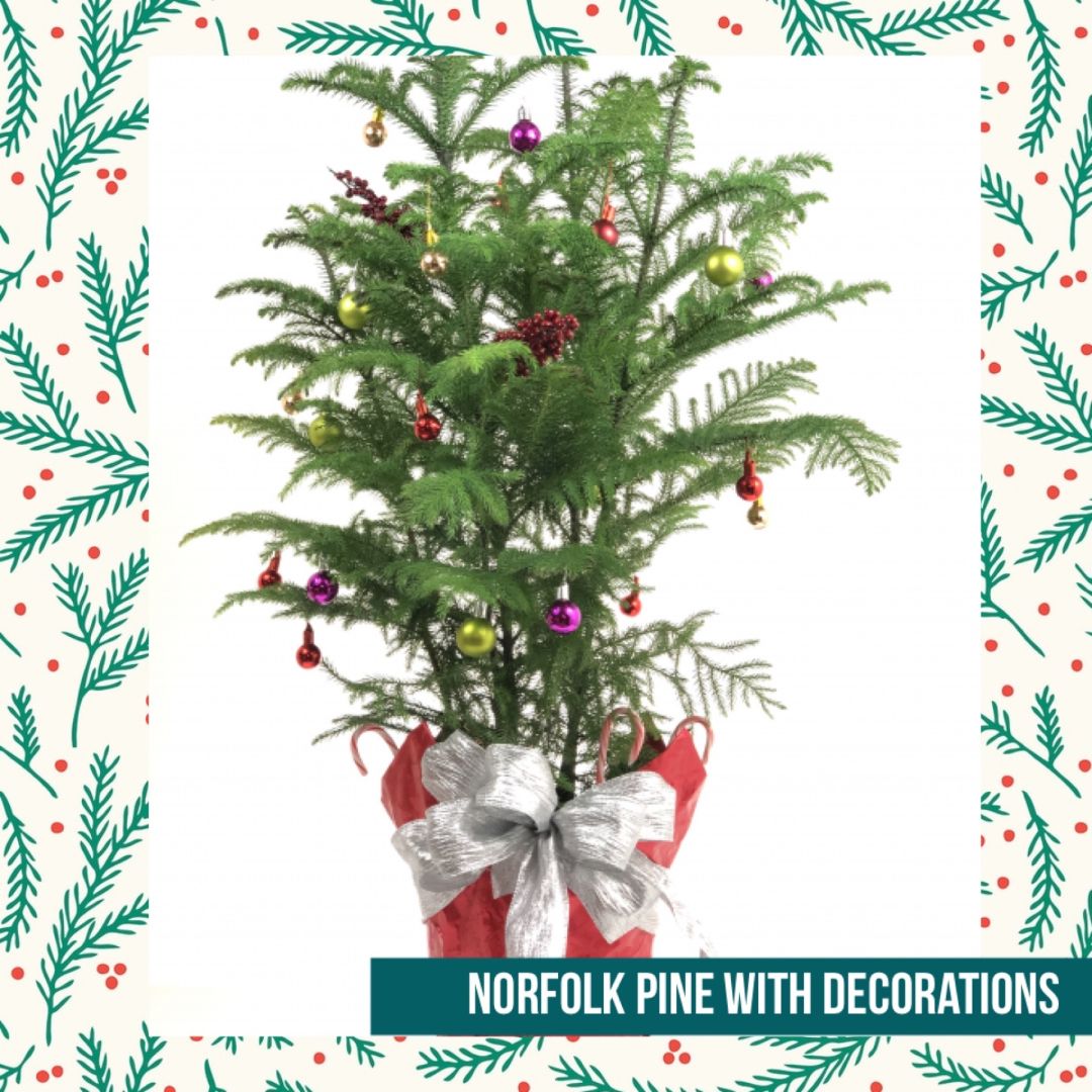 Norfolk Pine - Large - Decorated