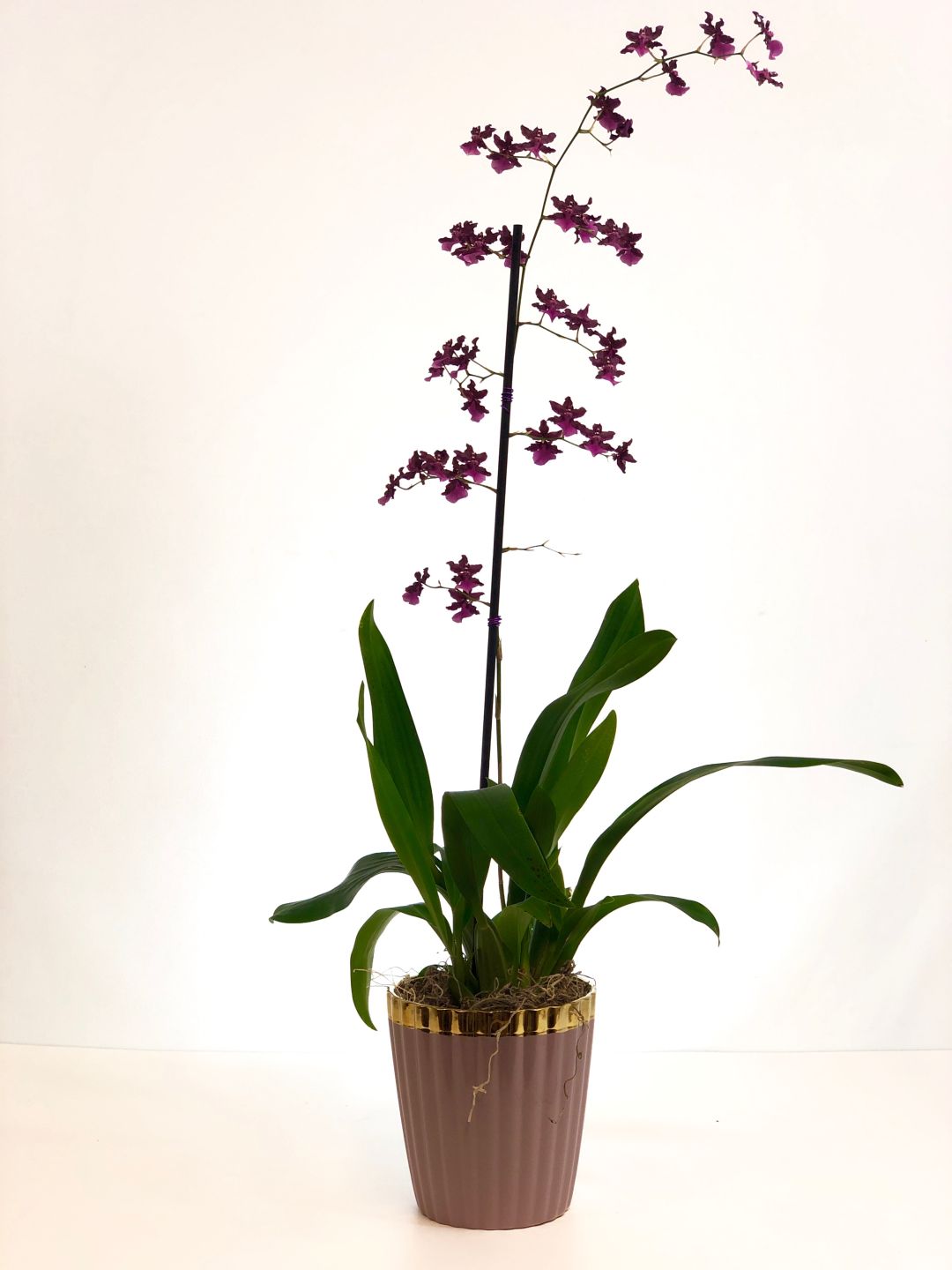 Sharry Baby Orchid in Ceramic (Single Stem) 