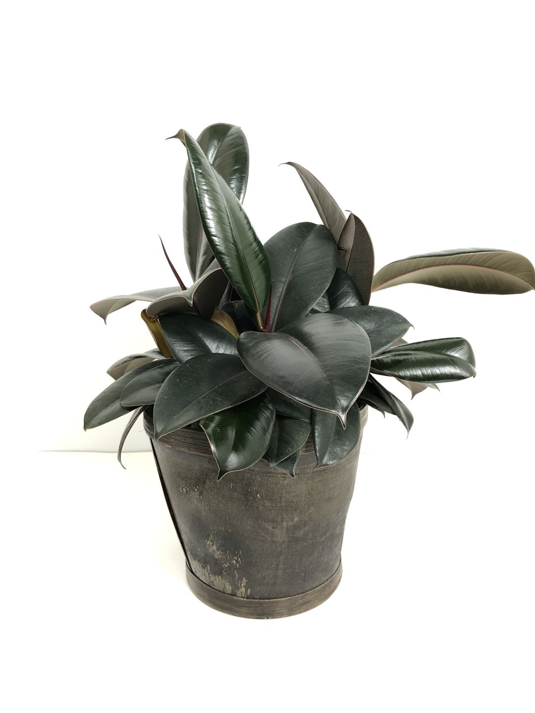 Rubber Plant