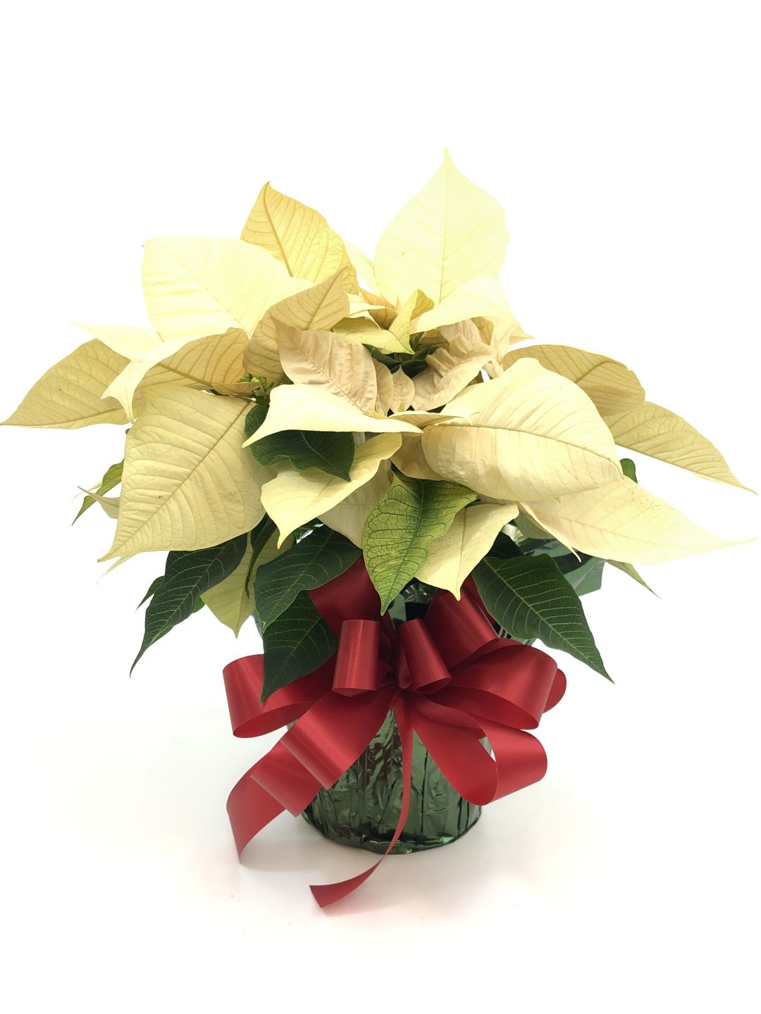 White Poinsettia