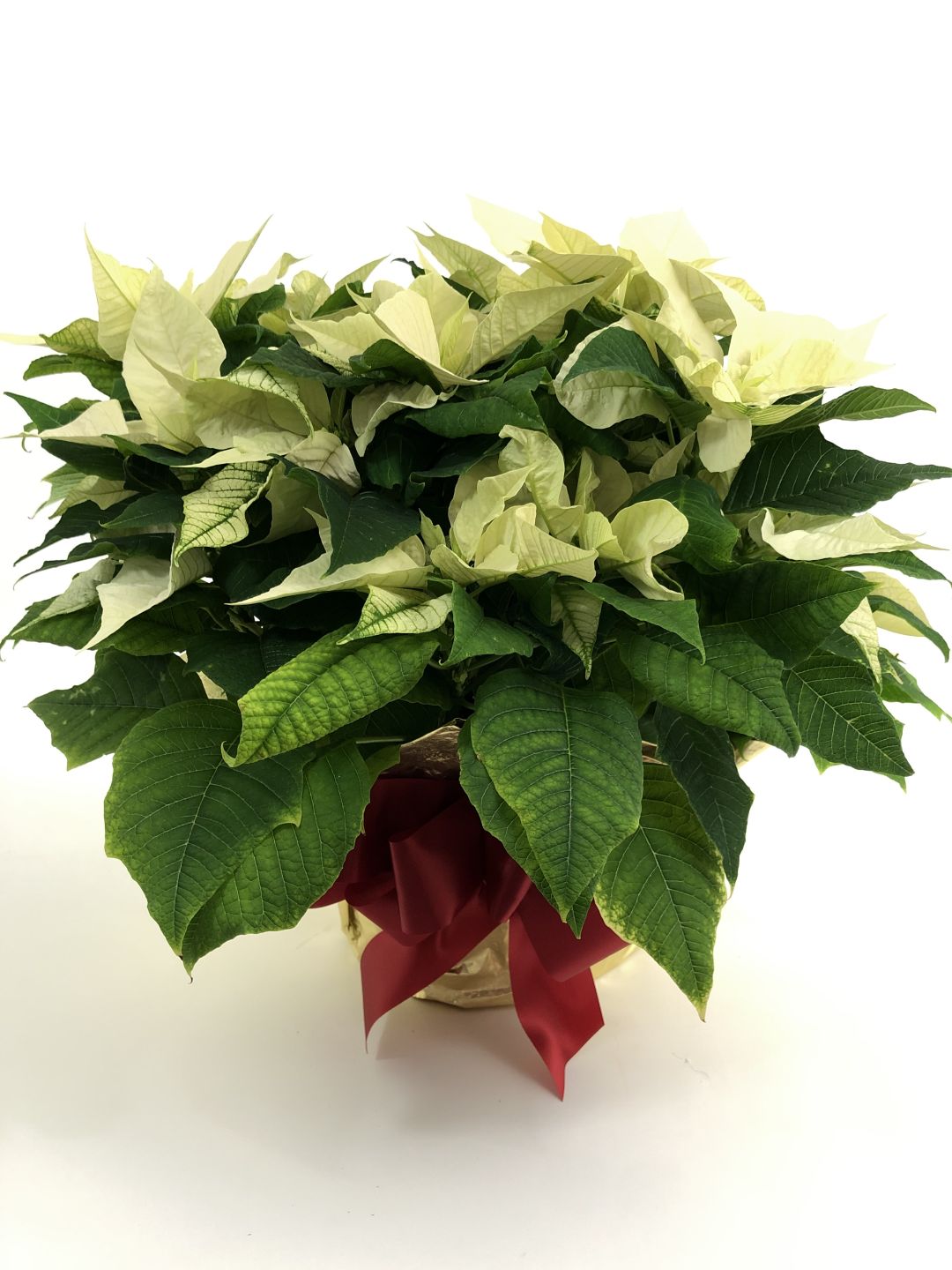 White Poinsettia - 10