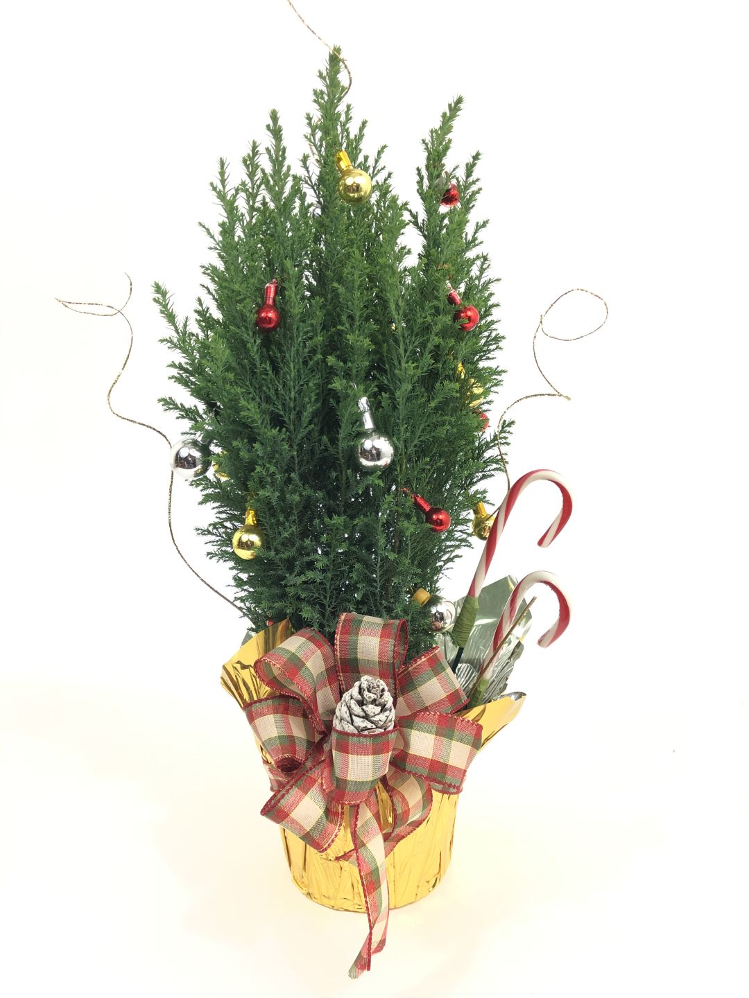 Cypress Christmas Tree