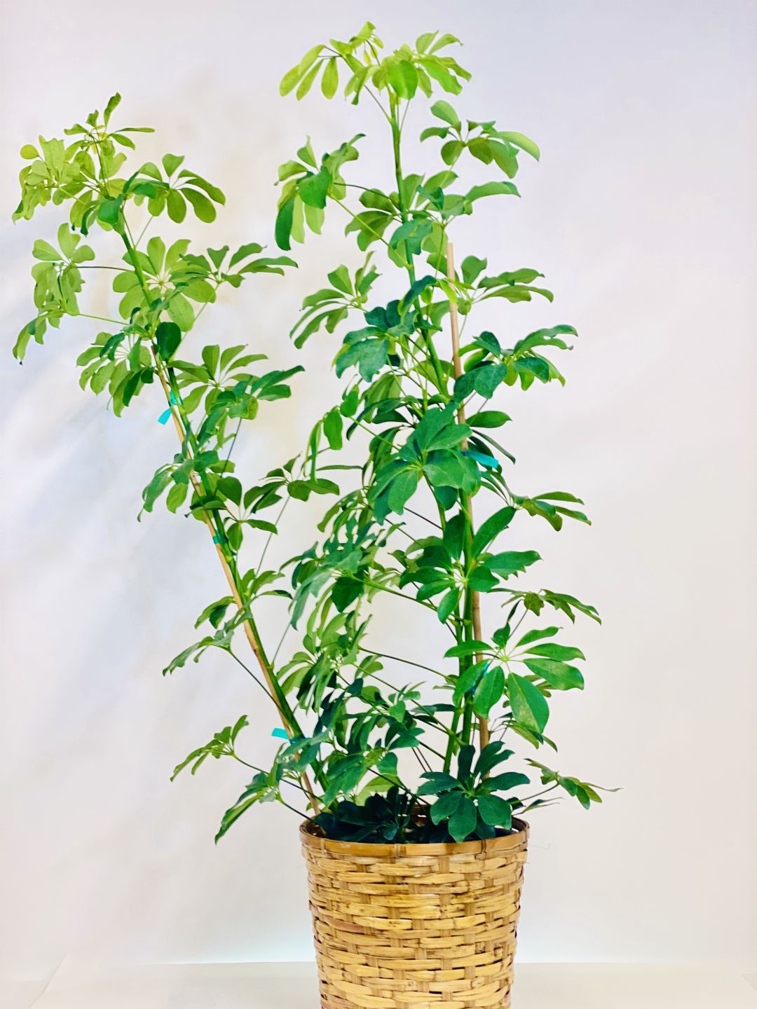 LG SCHEFFLERA ARBORICOLA 