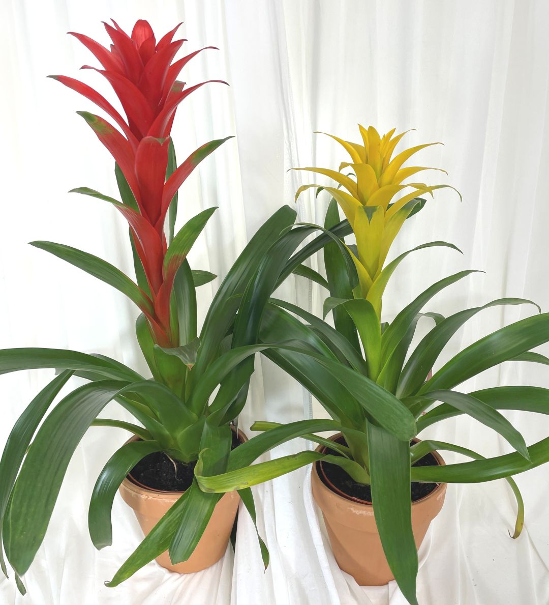 Bromeliad