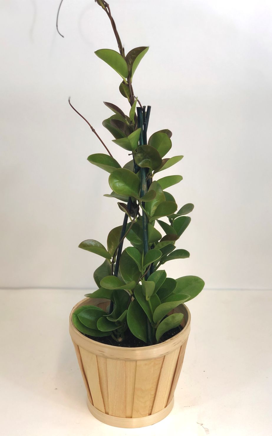 Hoya Plant