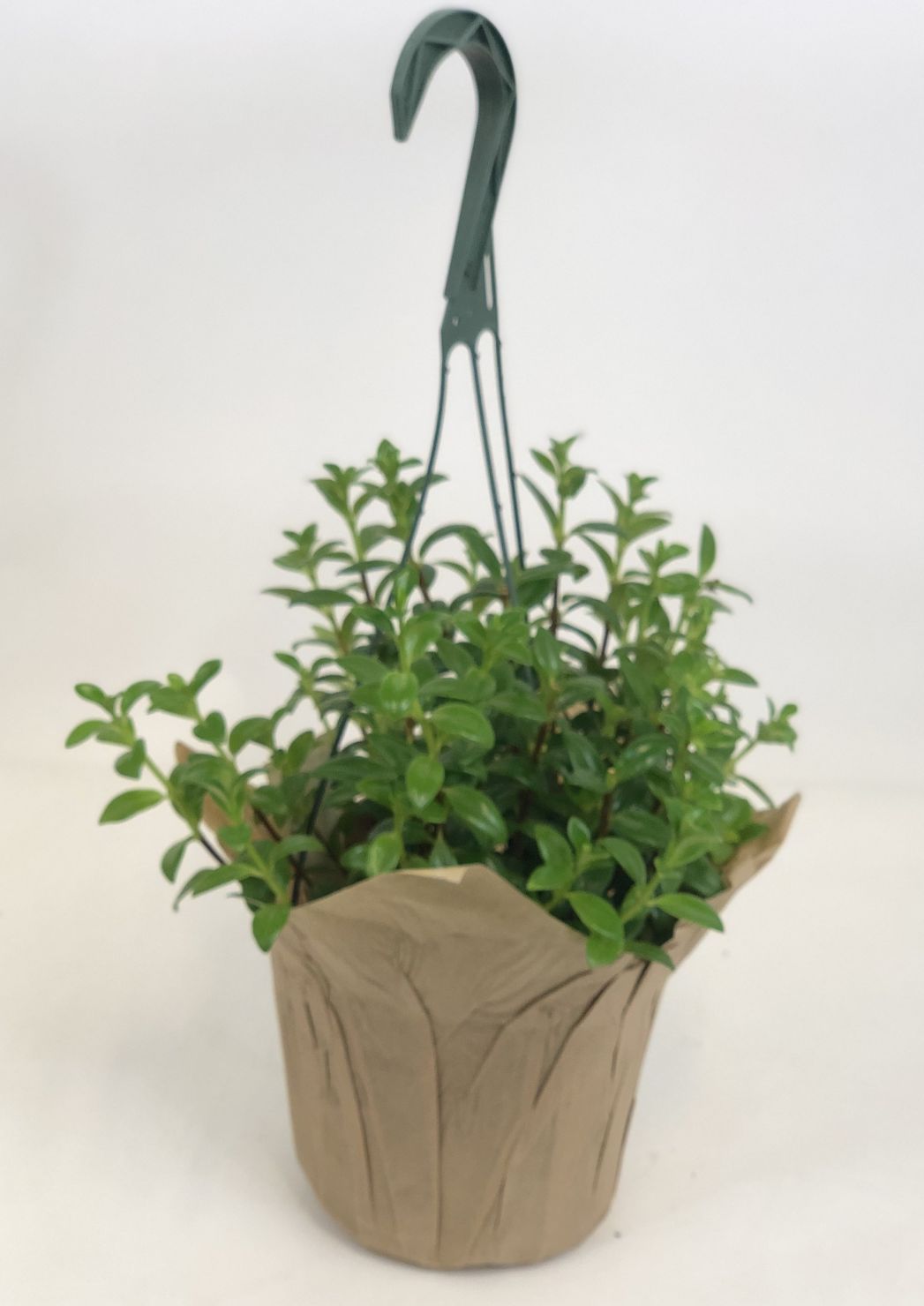 Goldfish Plant