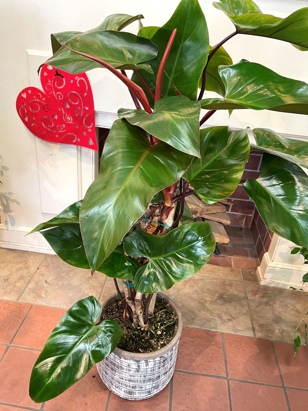 Philodendron Hastatum Pole