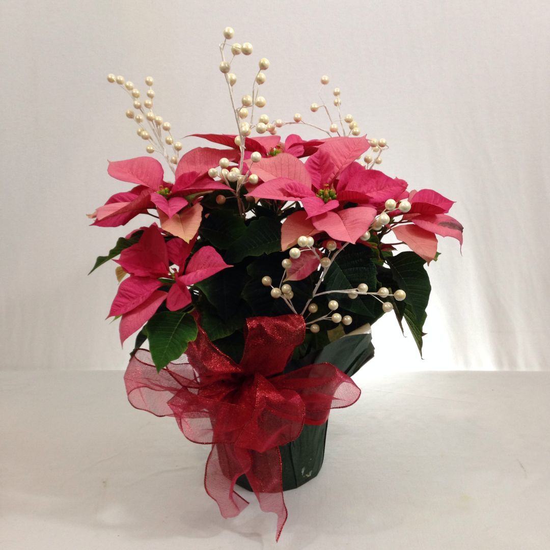 Pink Poinsettia