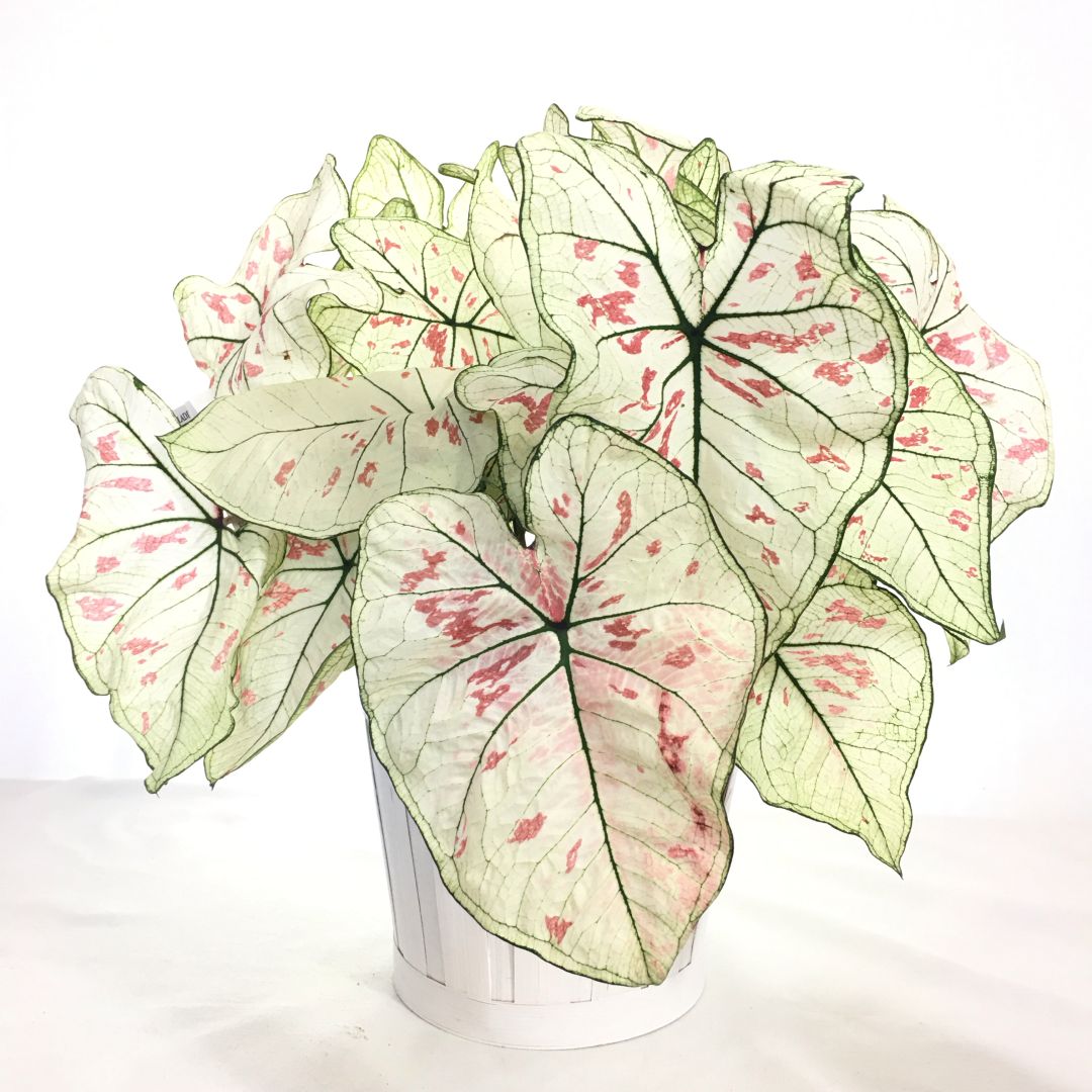 Caladium Plant