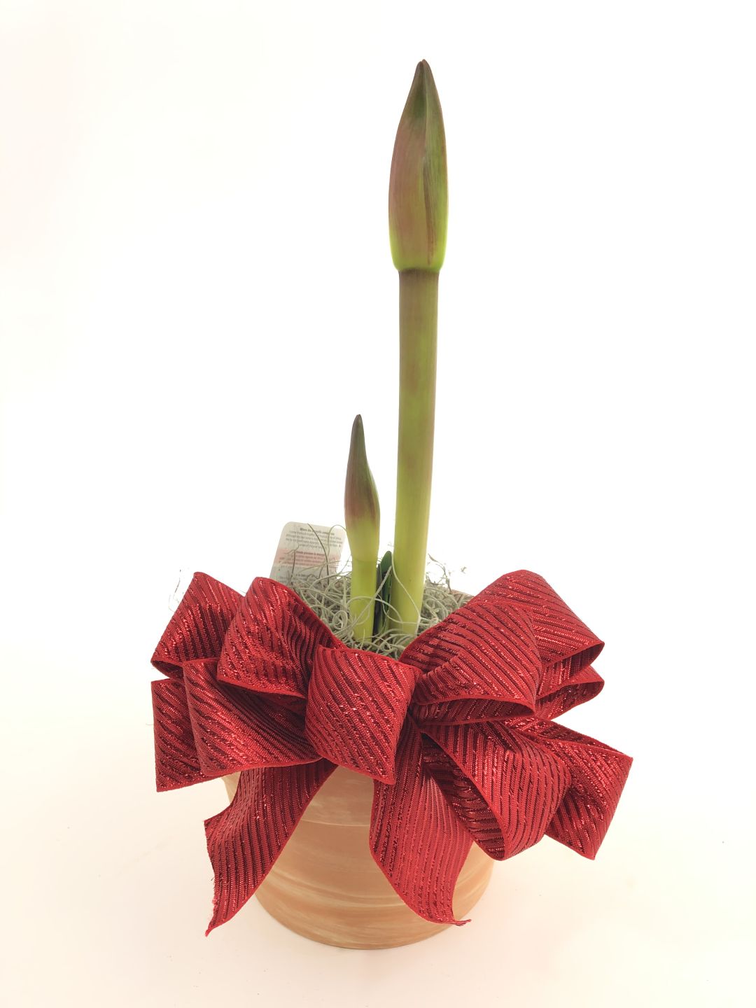 Amaryllis Plant