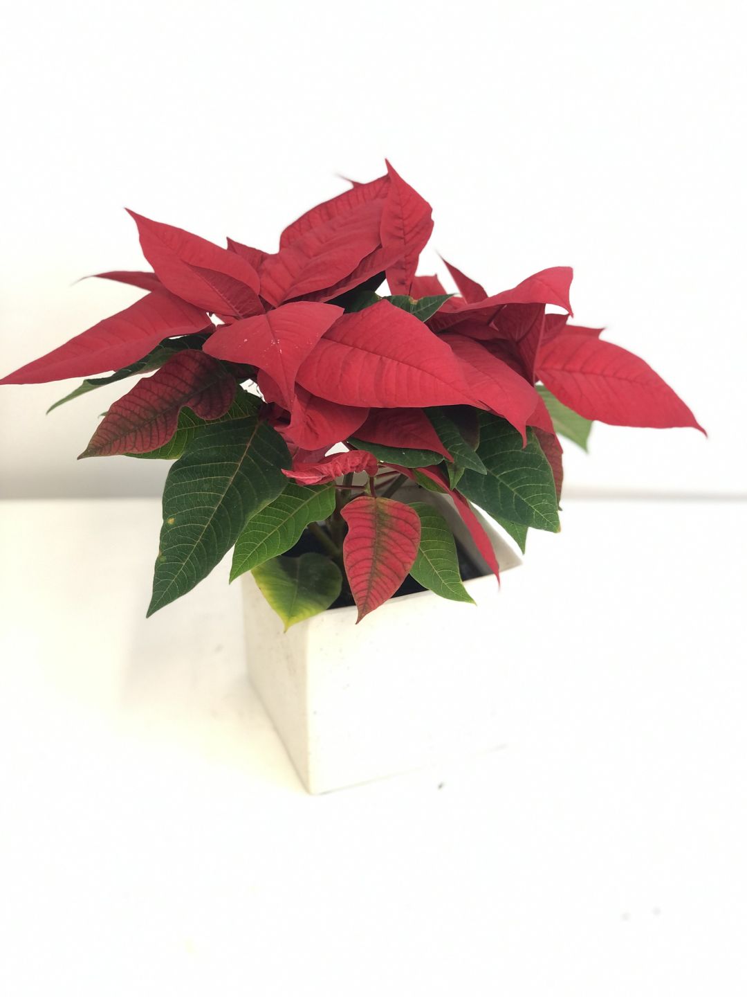 Little Poinsettia Plant
