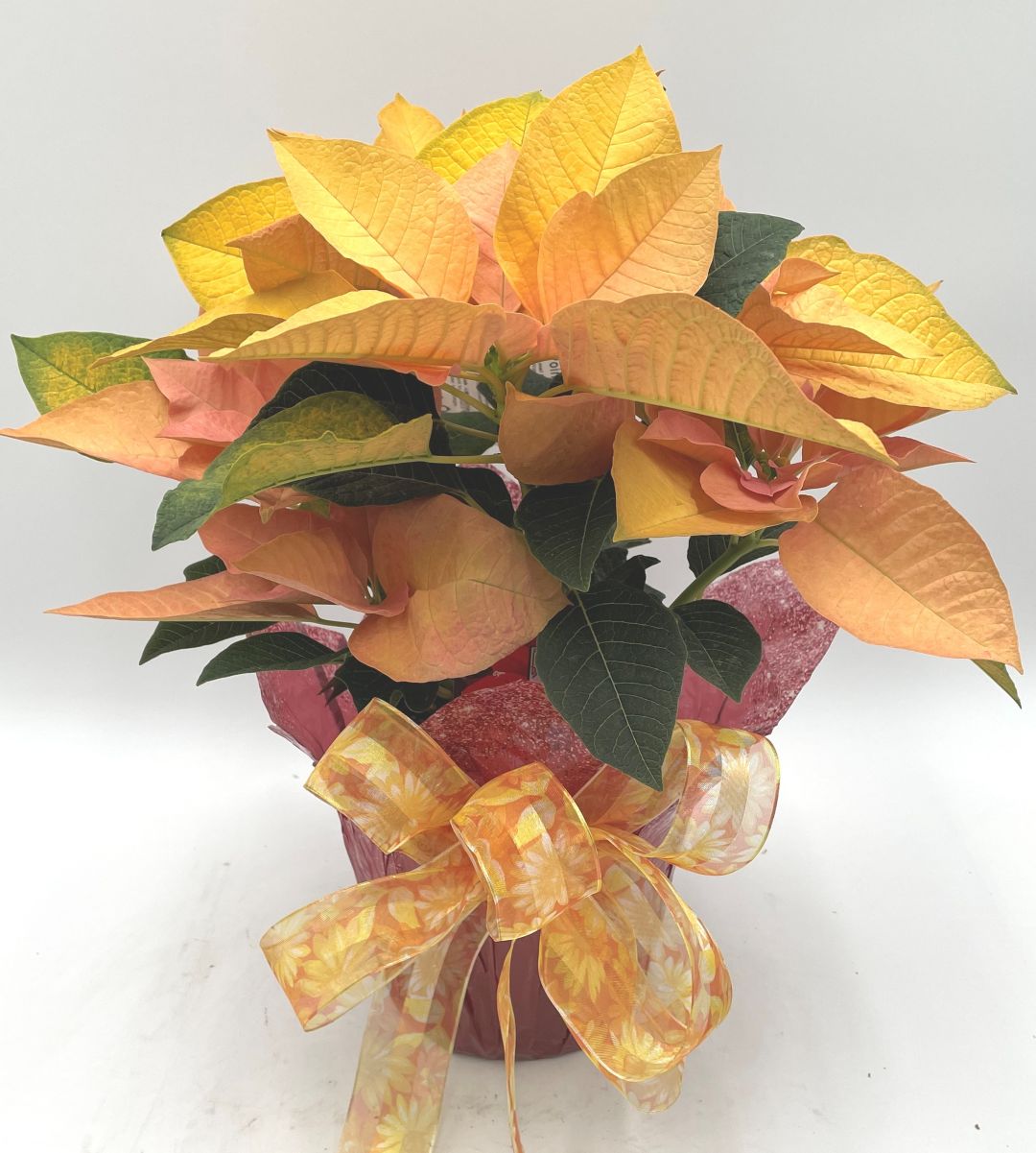 Gold Poinsettia