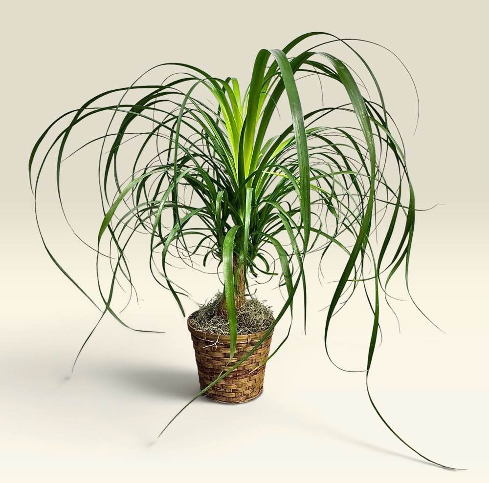 Ponytail Palm