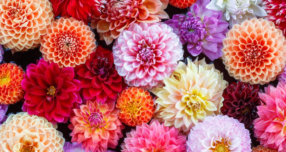 Best Flowers for July and August Birthdays
