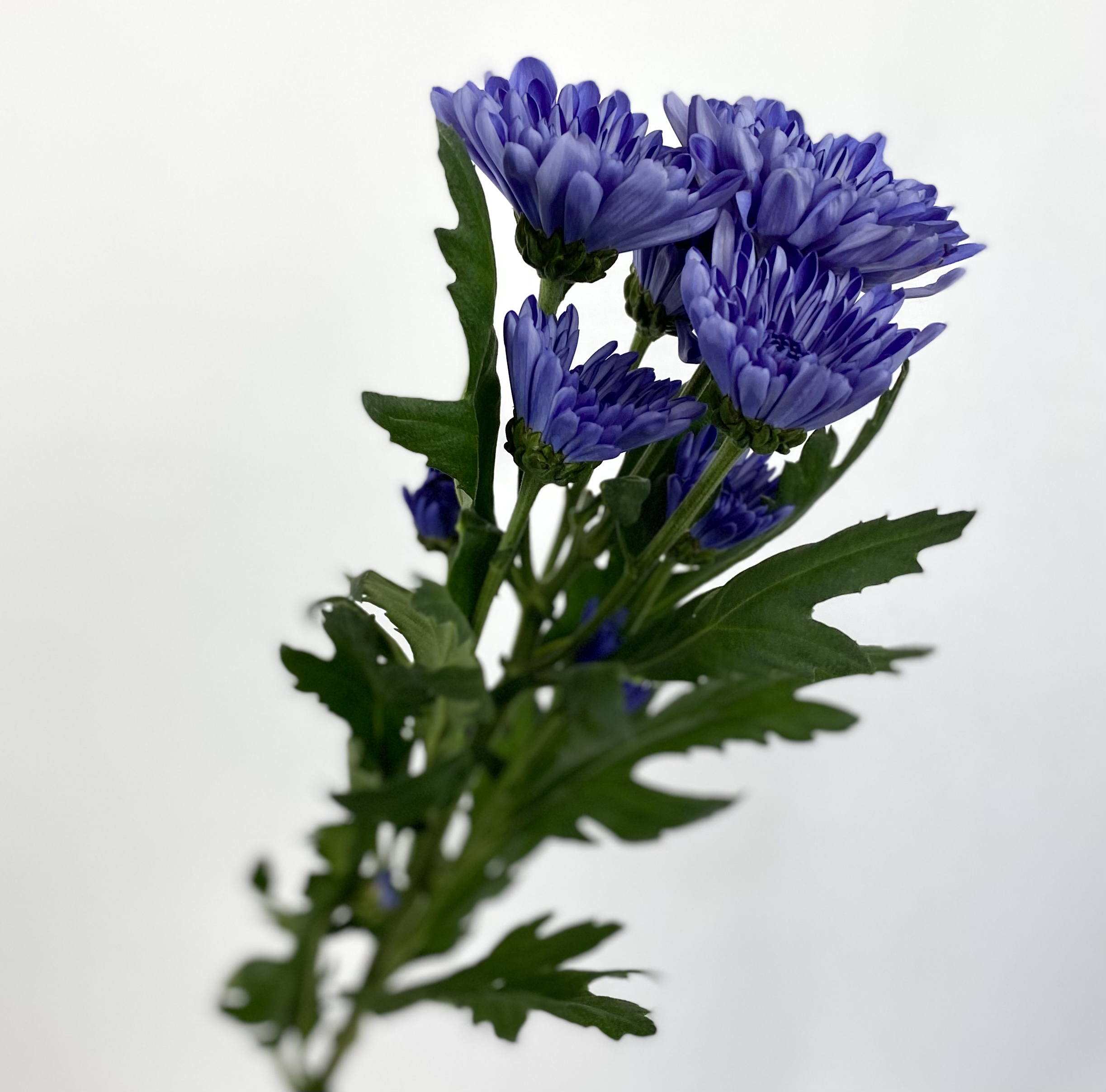 Blue Ocean Pompon Stem