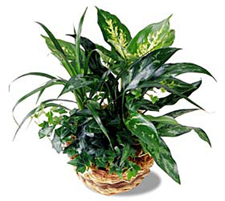 Exotic Foliage Garden