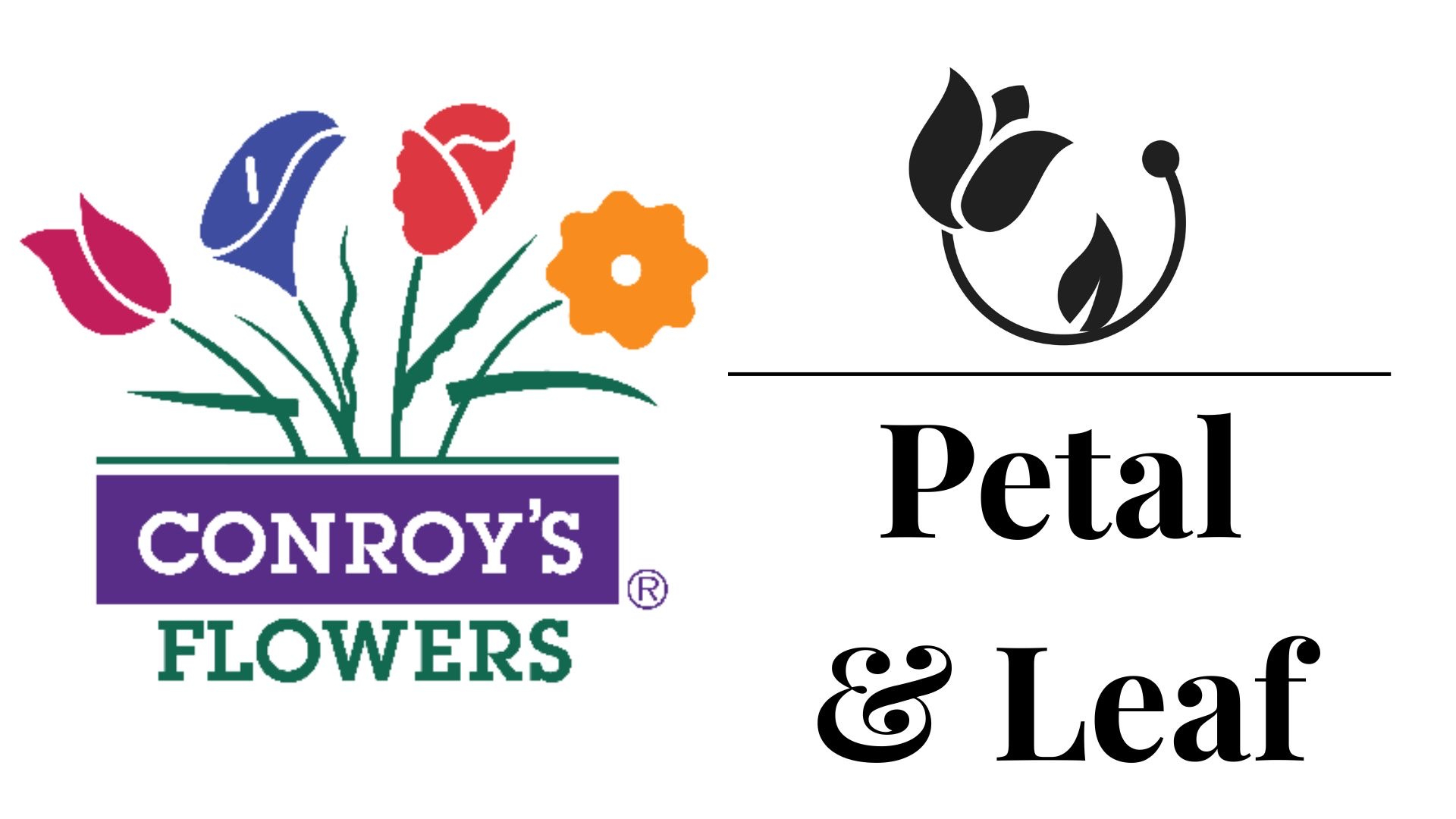 Conroy's Flowers Cypress