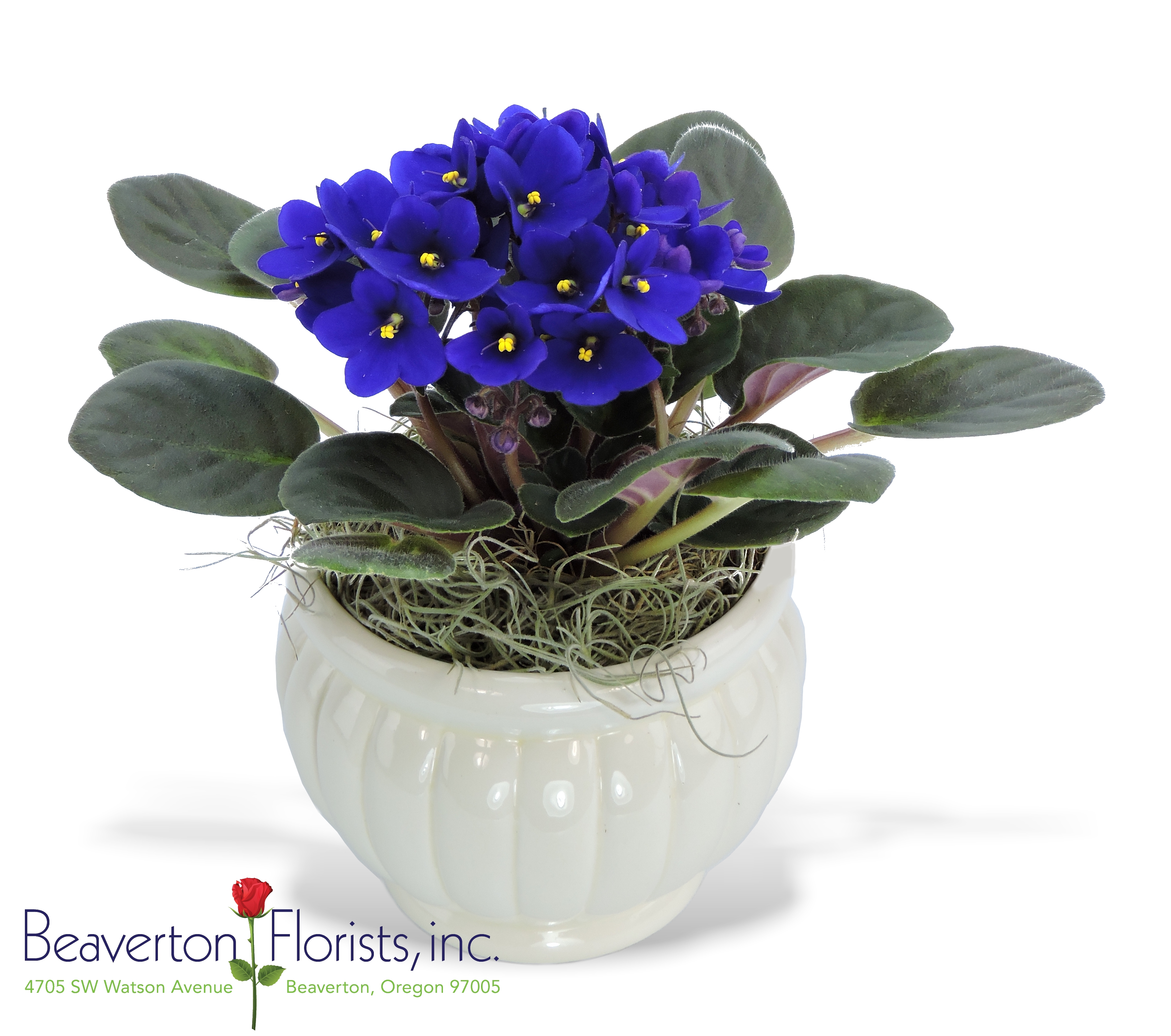 Single African Violet As Shown