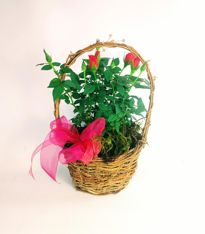 Tea Rose Planter Basket As Shown
