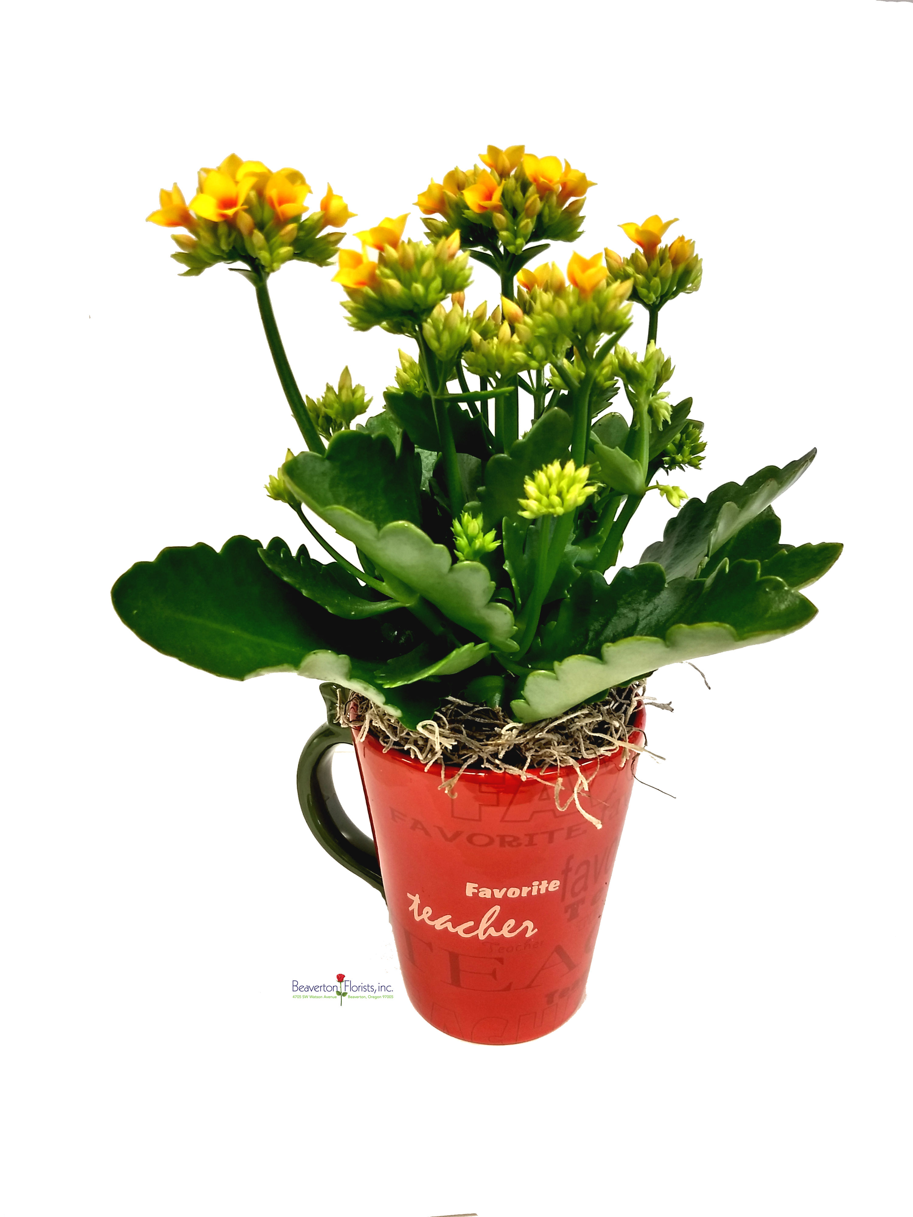 Kalanchoe Teacher Mug As Shown