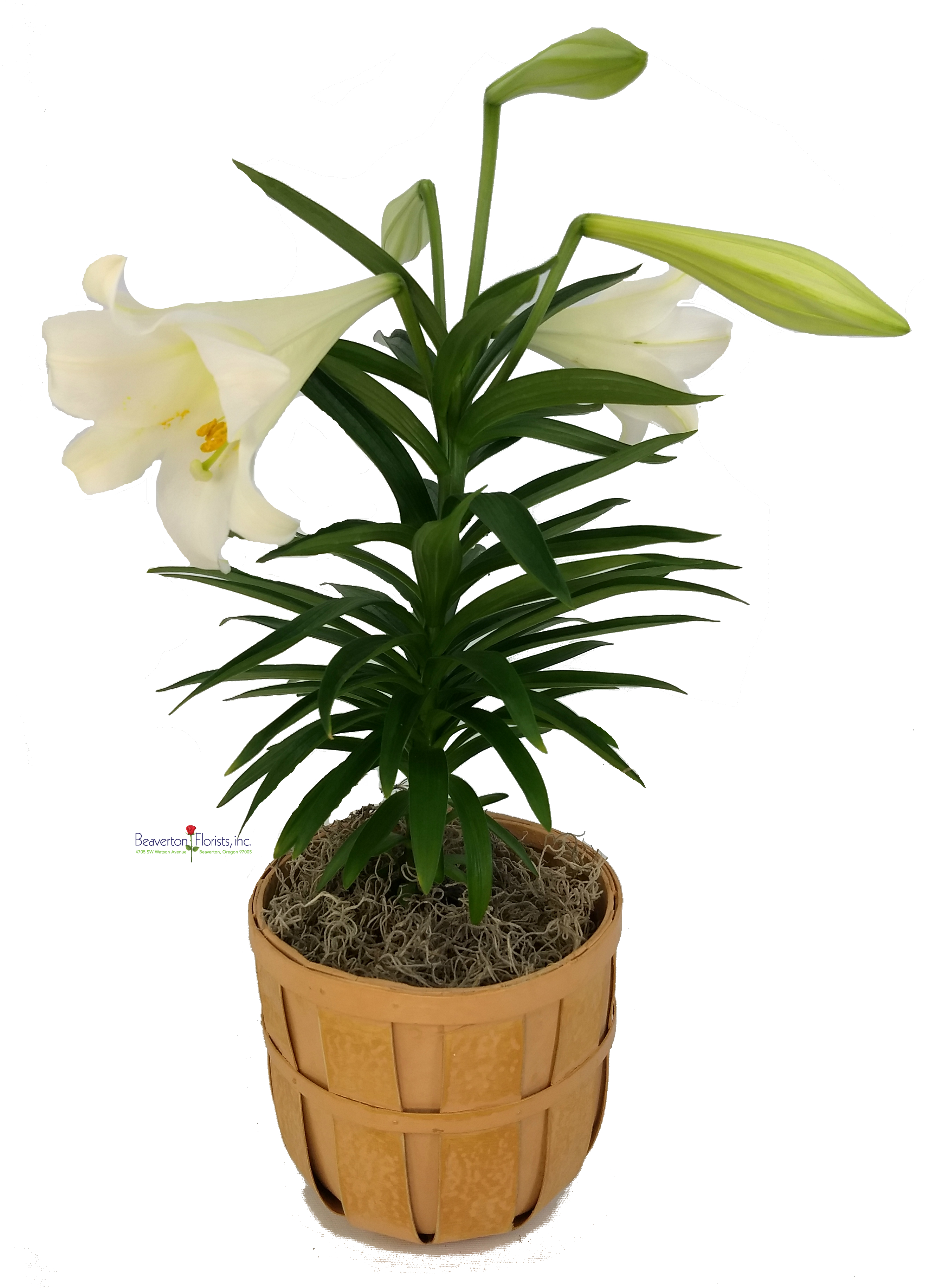 Easter Lily As Shown